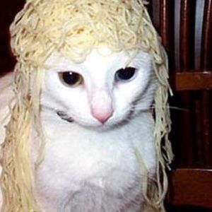 Meet your Posher, Lacey